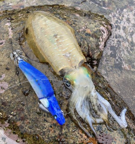 キロUPイカのRIDE ON!!